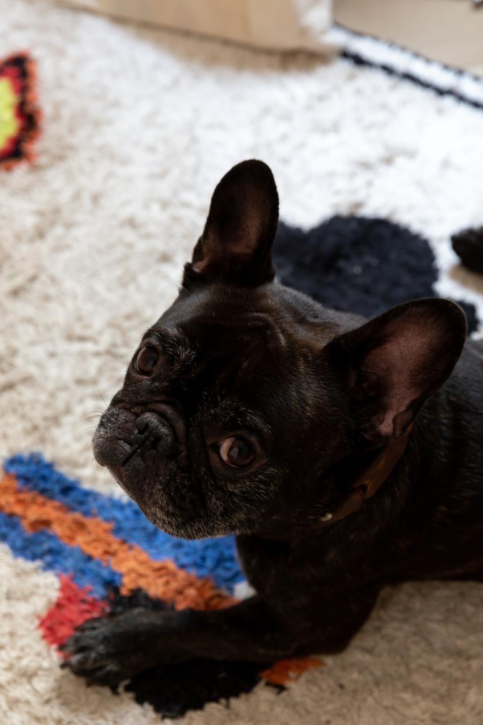 Chien tapis berbère
